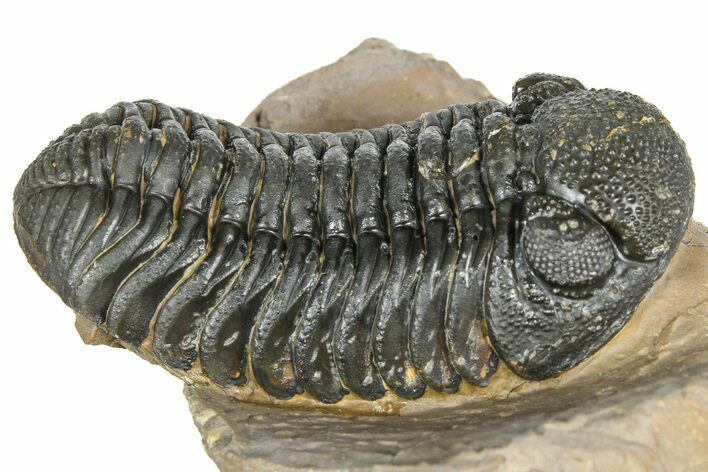 Detailed Phacopid (Morocops) Trilobite - Foum Zguid, Morocco #363134